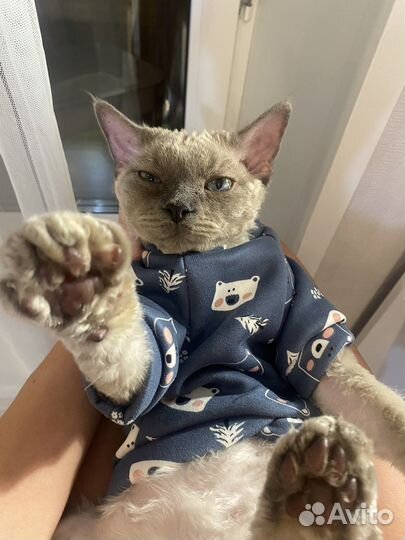 Девон-рекс вязка