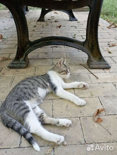 Отдаю в добрые руки