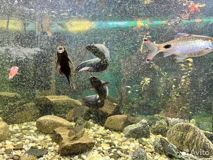 Аквариум 200 литров