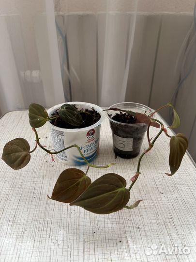 Филодендрон Миканс, сциндапсус