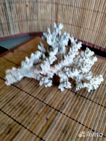 Коралловая ветка