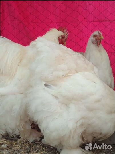 Инкубационное яйцо кохинхина