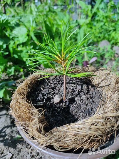 Саженцы кедра (сосна корейская)