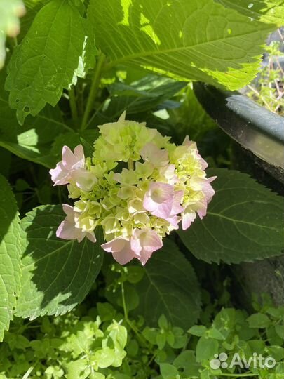 Гортензия крупнолистная