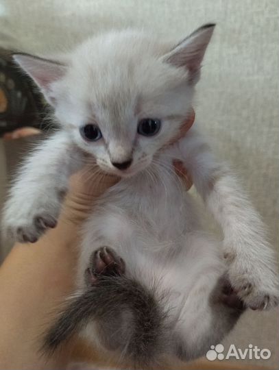 Тайские котята
