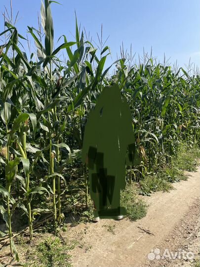 Силос кукурузы