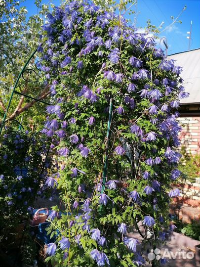 Клематисы княжики