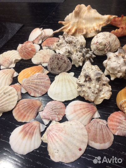 Морские ракушки