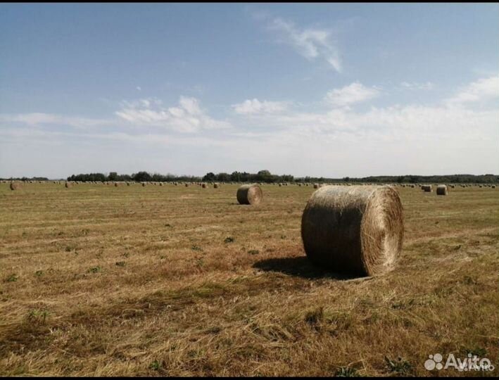 Сено в тюках