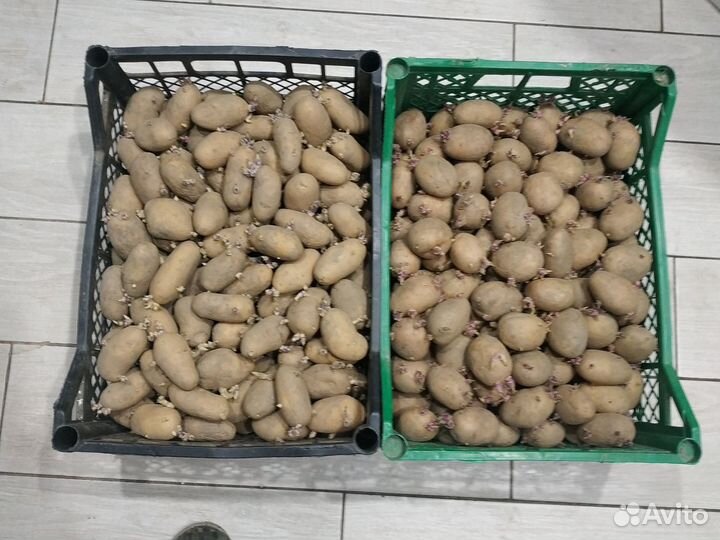 Сушка яблоко, груша