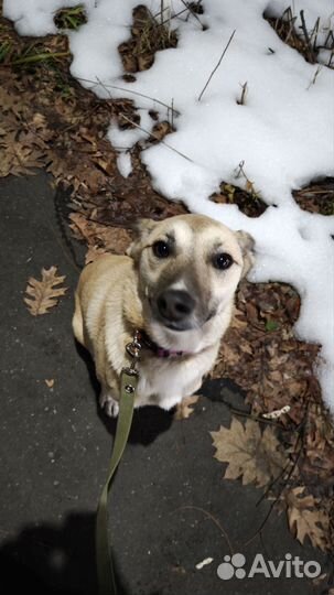 Собака в добрые руки отдам бесплатно