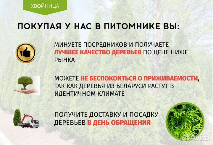 Туя в ассортименте Смарагд,Брабант,Колумна 1,5-1,8
