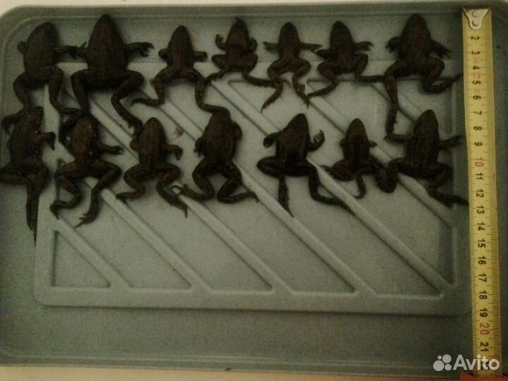 Лягушки заморозка