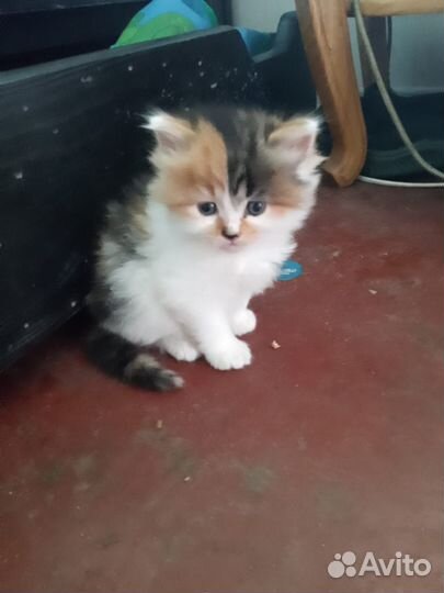 Кошки в добрые руки