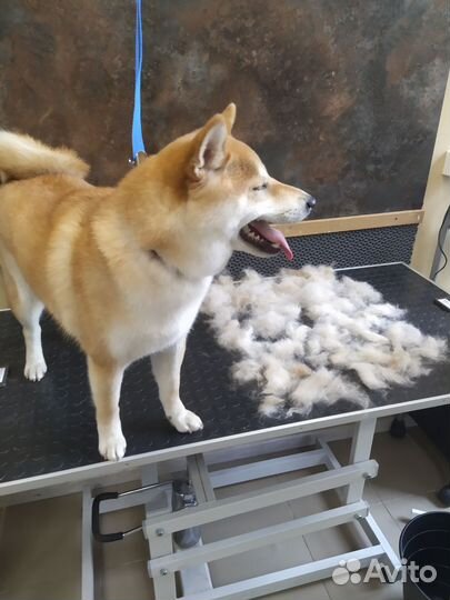 Грумер с выездом по Гатчине и району