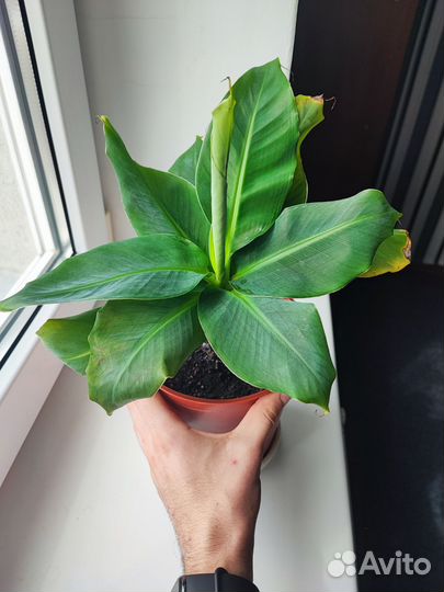 Банан Киевский карлик