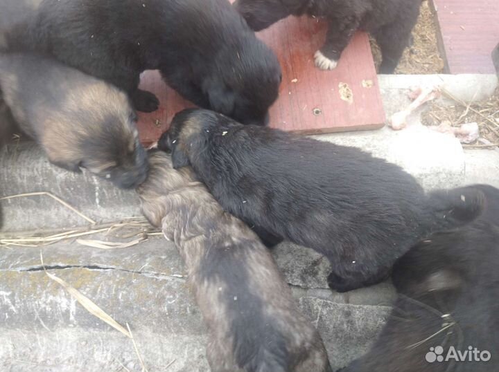 Кавказская овчарка