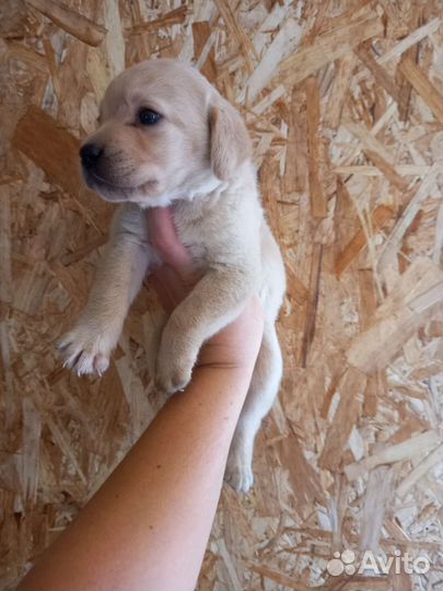 Лабрадора щенки палевые