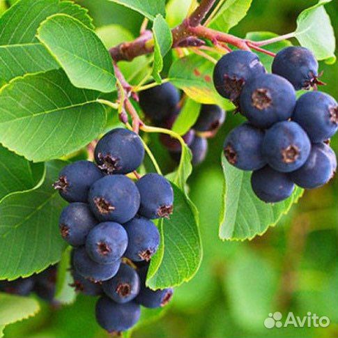 Ирга саженцы