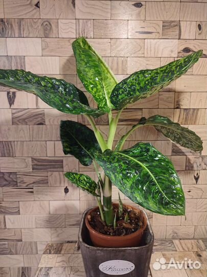 Диффенбахия рефлектор