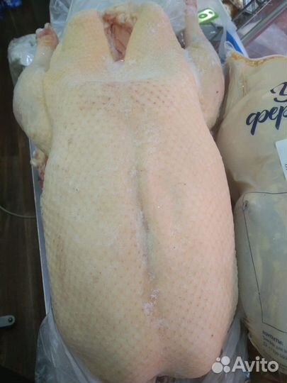 Гуси домашние