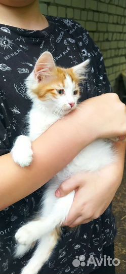 Котенок в добрые руки