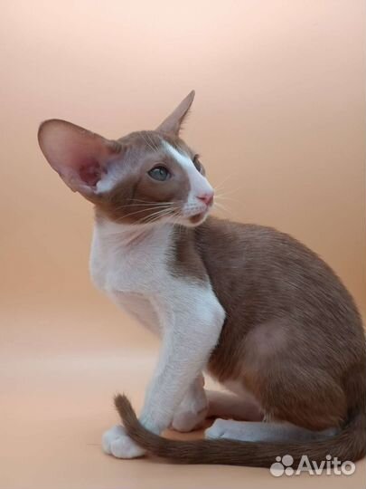 Ориентальные котята