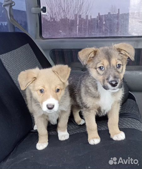 Щенки разные в добрые руки