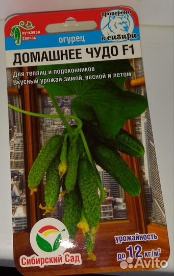 Рассада огурцы балконные