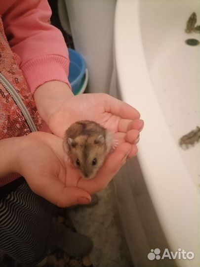 Джунгарский хомяк