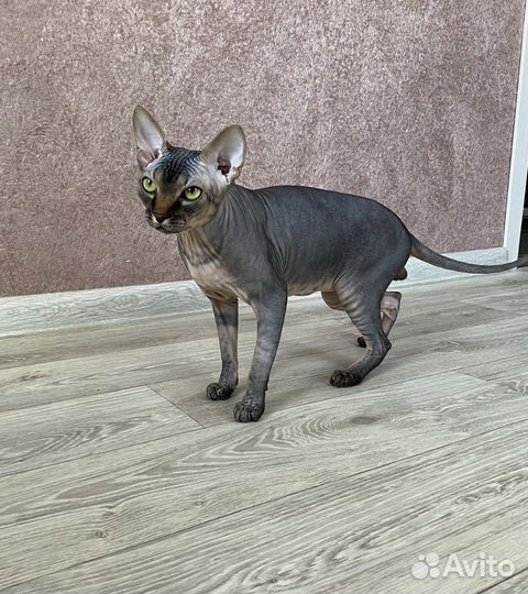 Кот на вязку сфинкс