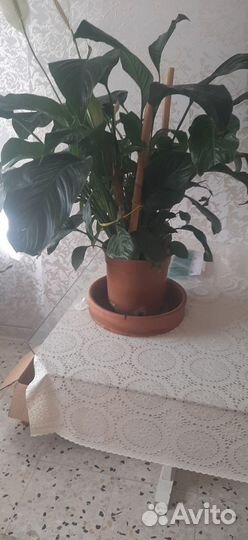 Цветок Женское счастье