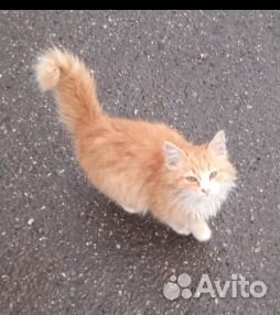 Котенок около 4 месяцев