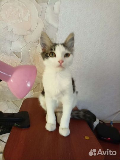 Кошка