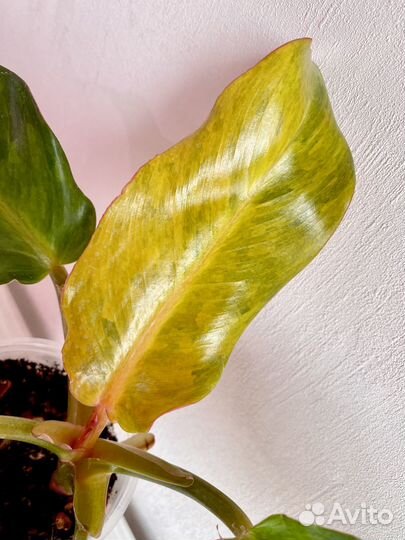 Филодендрон Карамель крем