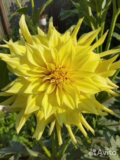 Георгины - обмен на растения