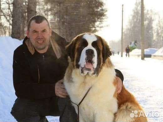 Щенки сенбернара