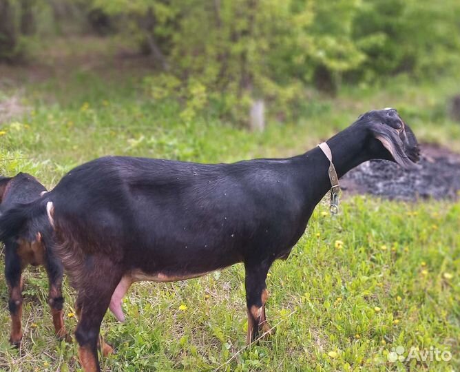 Коза нубийская