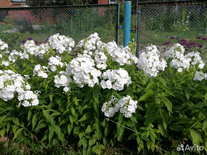 Продам цветы