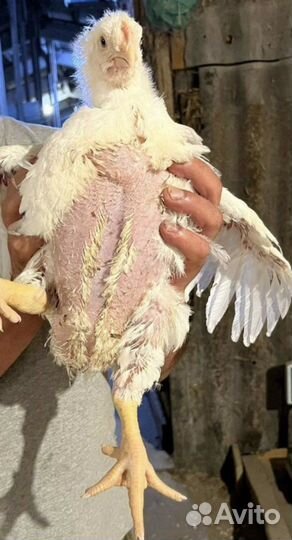 Курочки домашние с доставкой