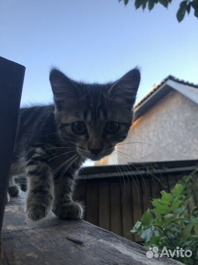 Котенок, кошка