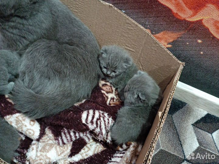 Шотландские котята
