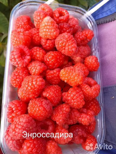 Рассада малины