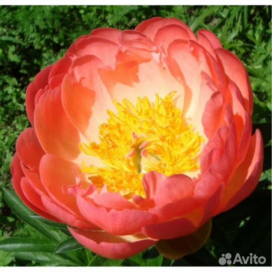 Пион корал сансет саженцы