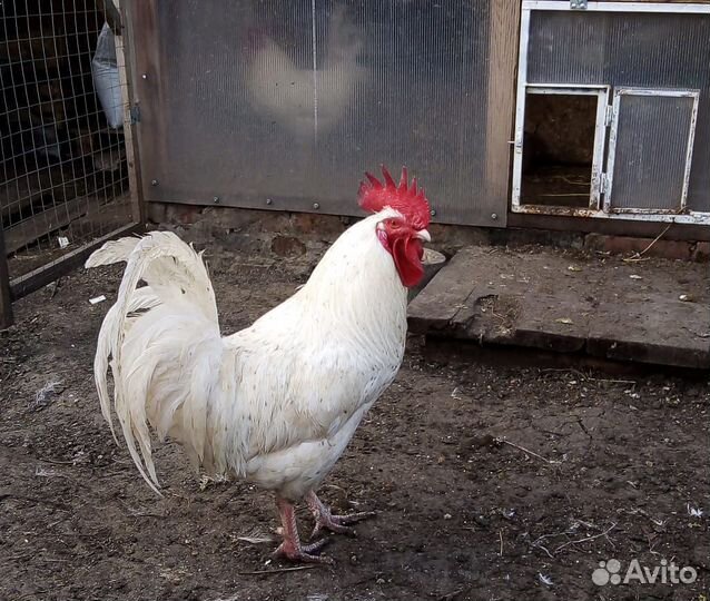 Инкубационное яйцо Пушкинских кур