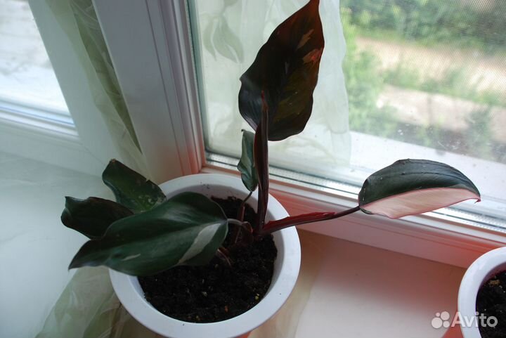 Филодендрон Розовая принцесса