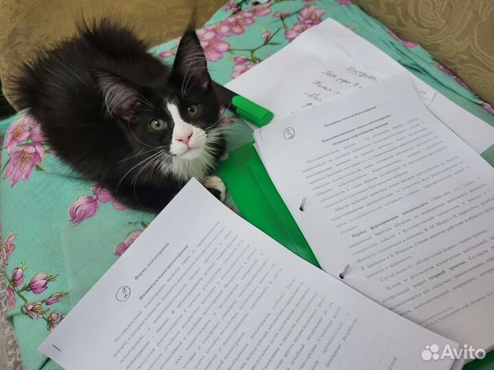 Котята мейн-кун