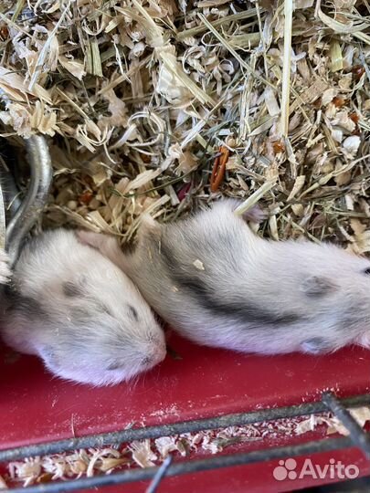 Джунгарский хомяк