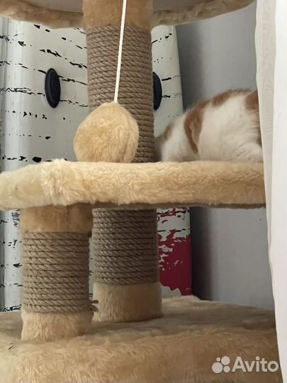 Котята отдам бесплатно