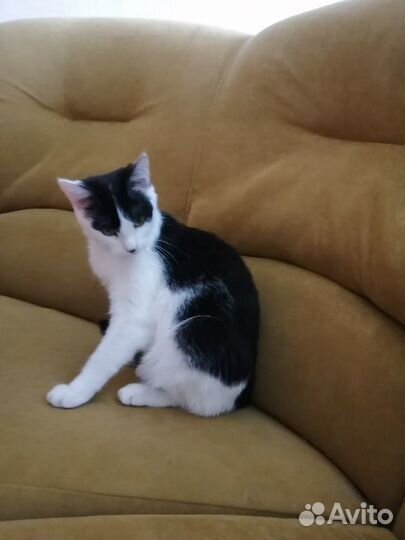 Молодая кошечка